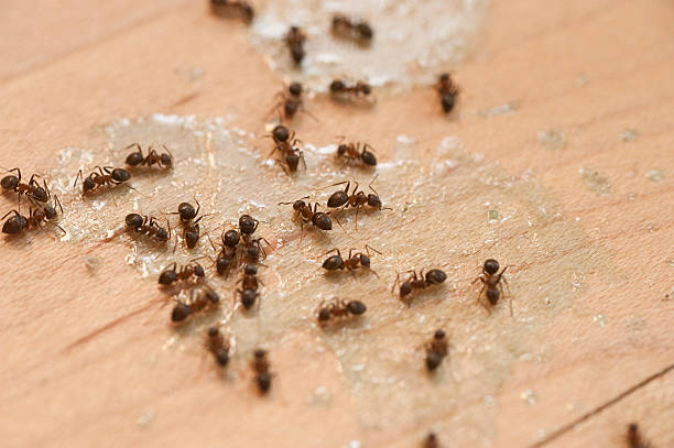 Best Affordable Pest Control Services  in Stratford Downtown, CT